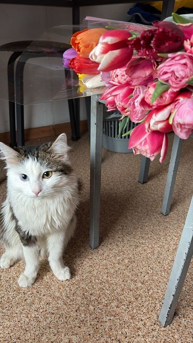 Кошке нужен хозяин