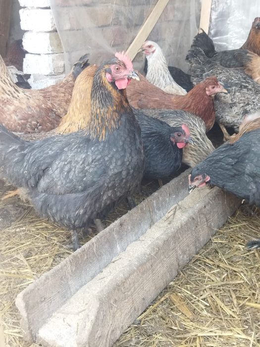 Продам куры домашние