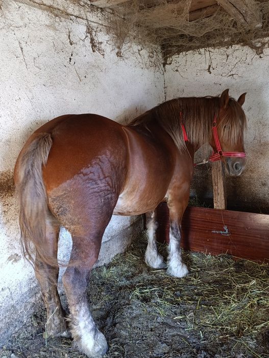 Vând iapă de 5 ani mai multe detalii la tel