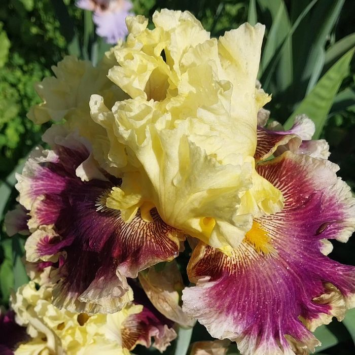 Ирис высокорослый