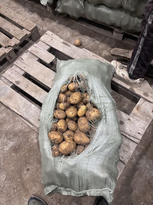 Продам картофель в больших обьемах
