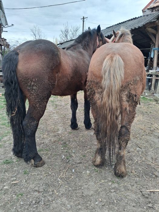 Manze de vanzare frumose