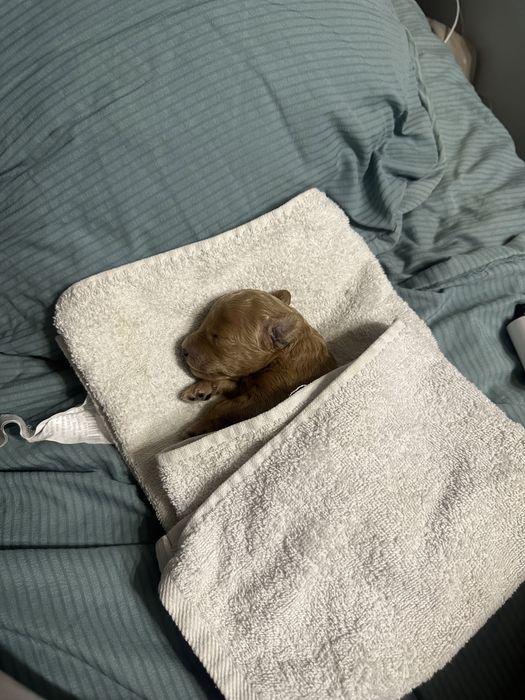 Щенки мини пудель ( той )