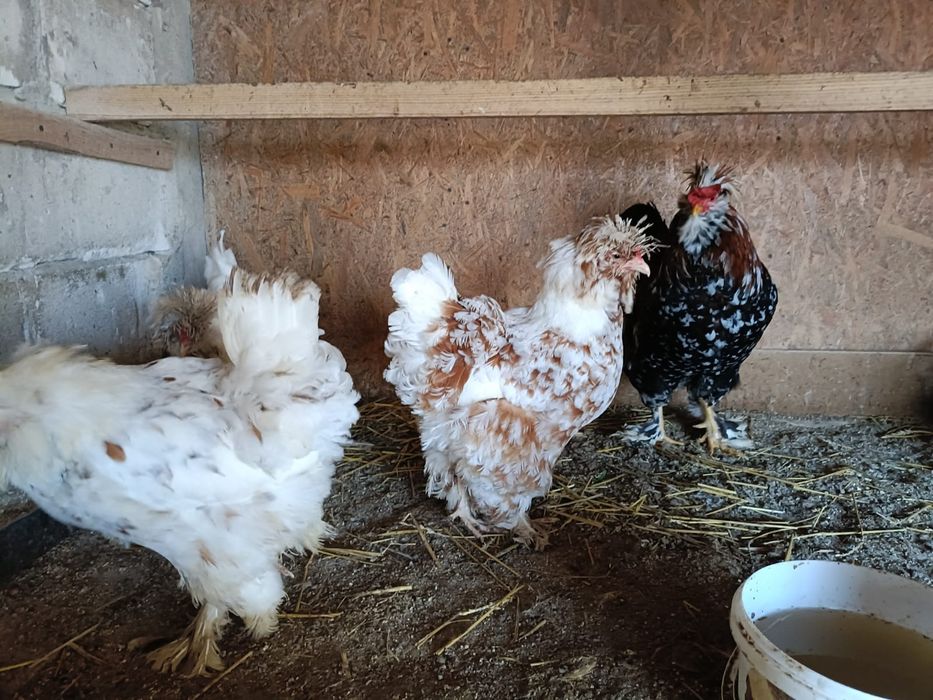 Ouă de strunski standard