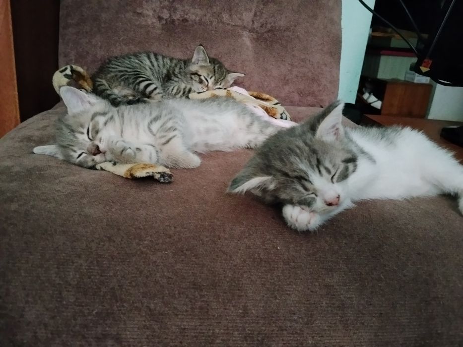 Скоттиш-страйт котята 1.5 мес