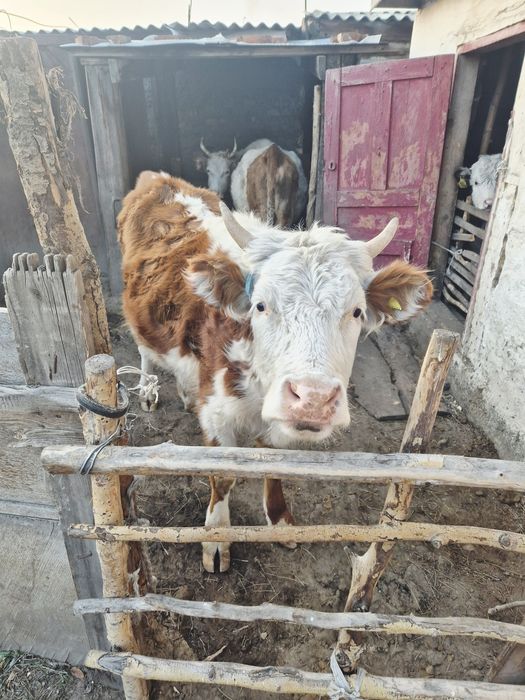 Сиыр және тайынша сатамыз