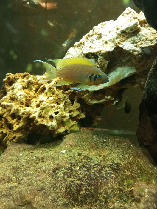 Lamprologus sp."daffodil