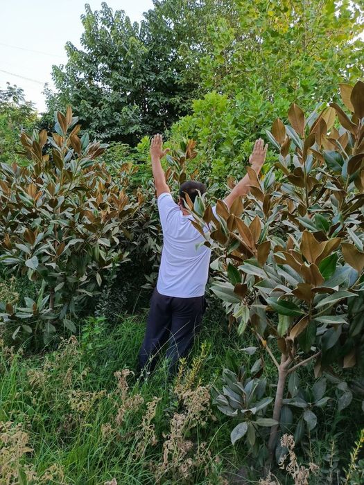 Кирим сасна сотилади