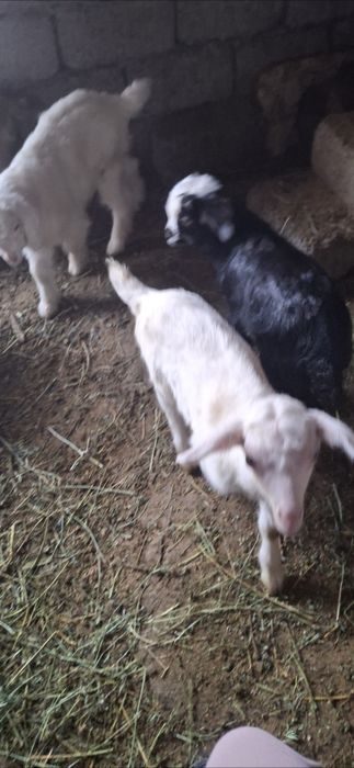 Ешкілер сатылады