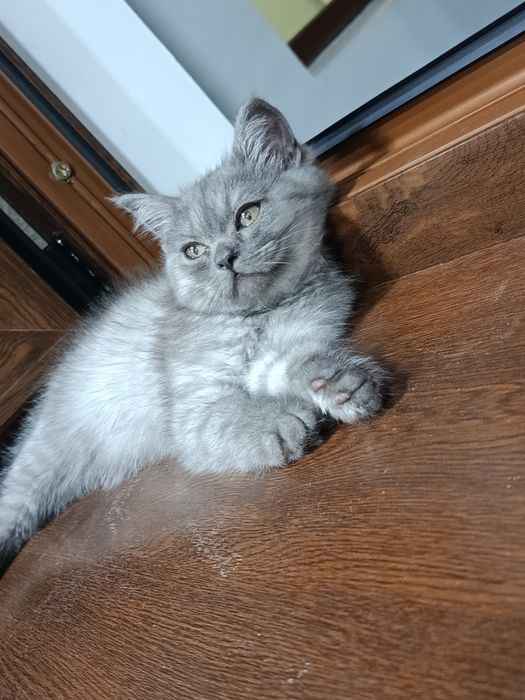 Кошка скотч фолд болалари