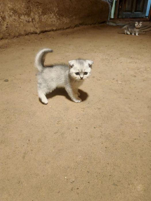 Mishug British chinchilla