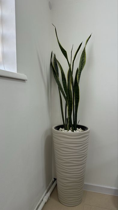 Продам зеркало, корзину, урну, цветы