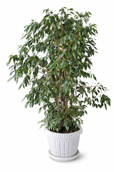 Продам растение Бенжамин