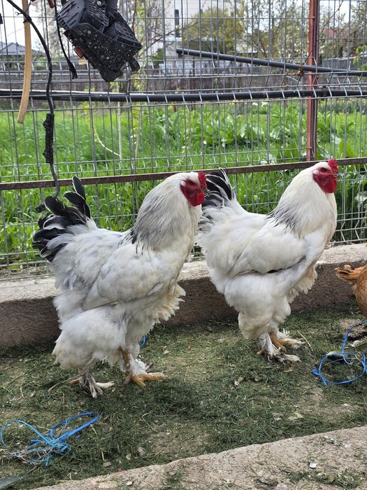Cocoși rasa Brahma