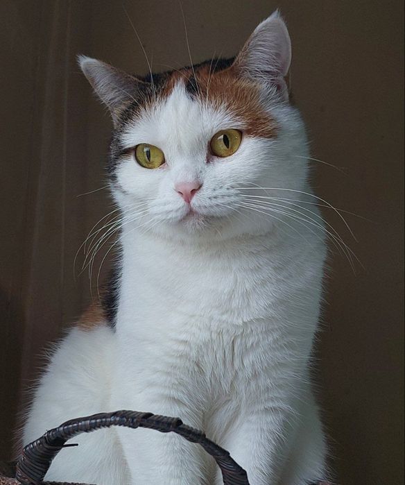 Красивая,умная кошечка