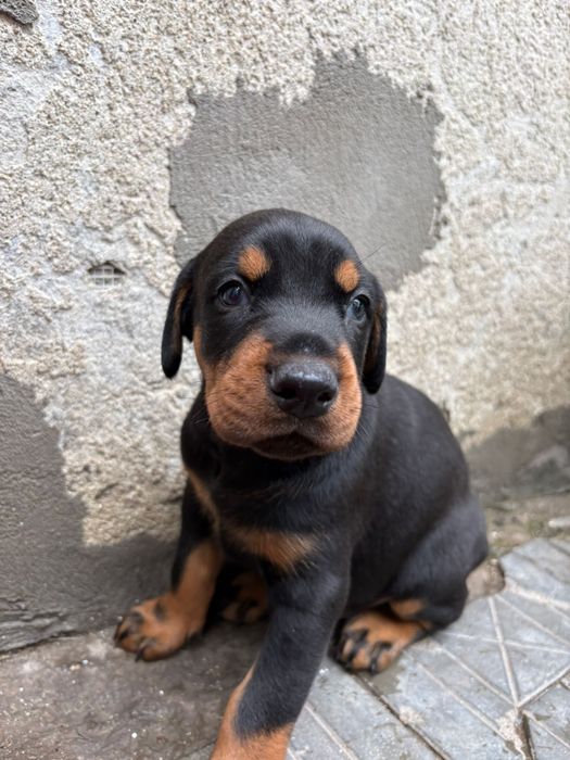 Dobermani pui de vanzare