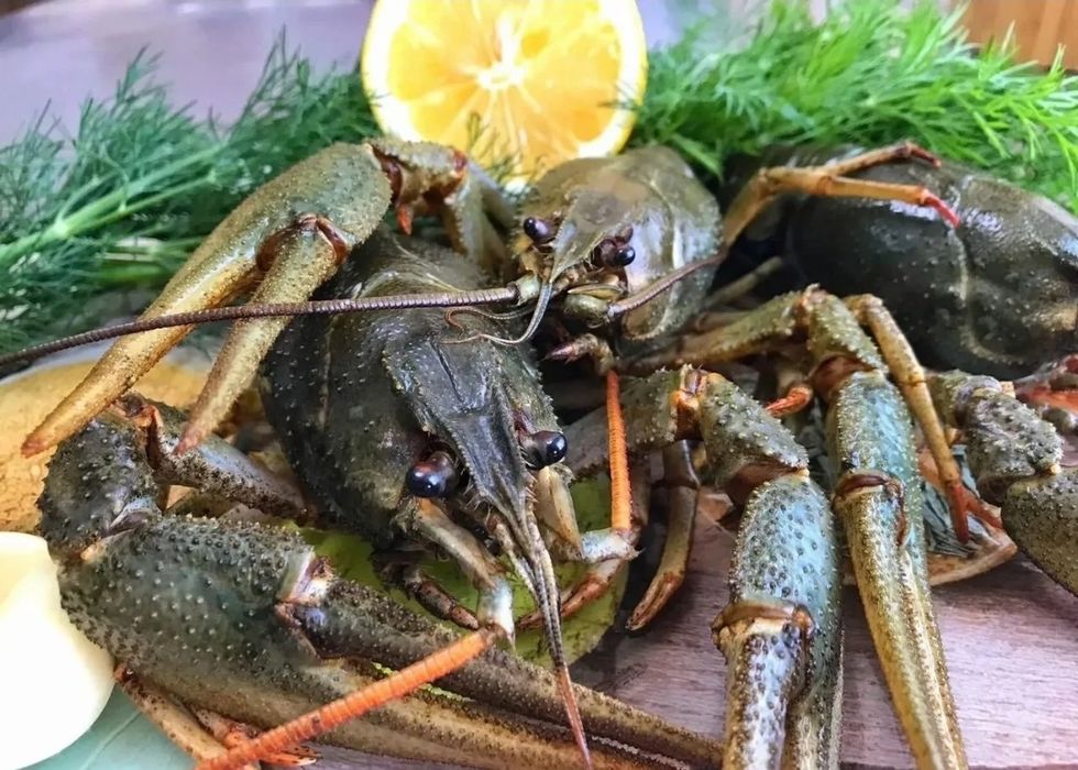 Живые раки раки местные