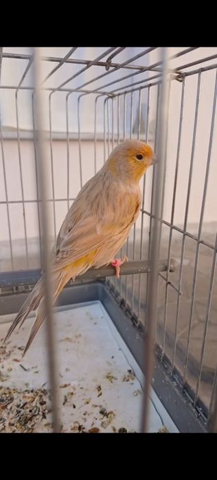 Канарейка Изабелла йирик мода ишлаган