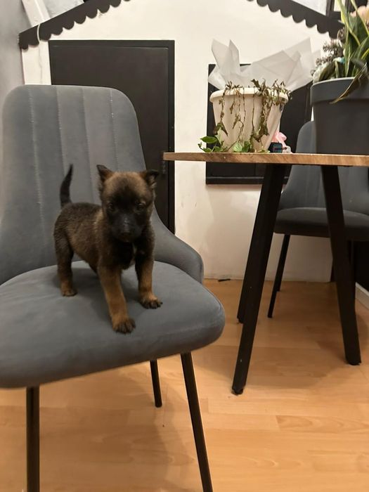 Щенок бельгийской овчарки малинуа