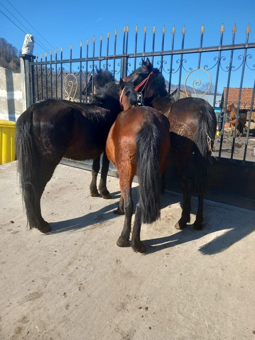 vând un cârlan o mânză și un cal