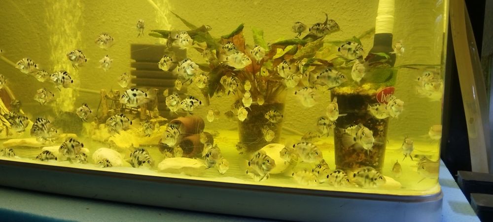 Чифтове Зебровидни цихлиди