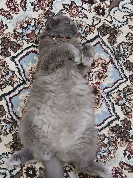 Nebelung zotli chiroyli kulrang mushuk sotiladi