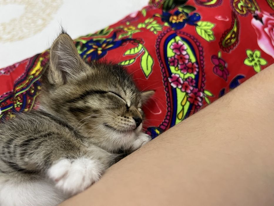 Котенок, 1,5 месяц