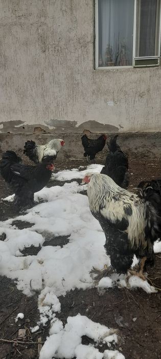 Продаём петушков брамы