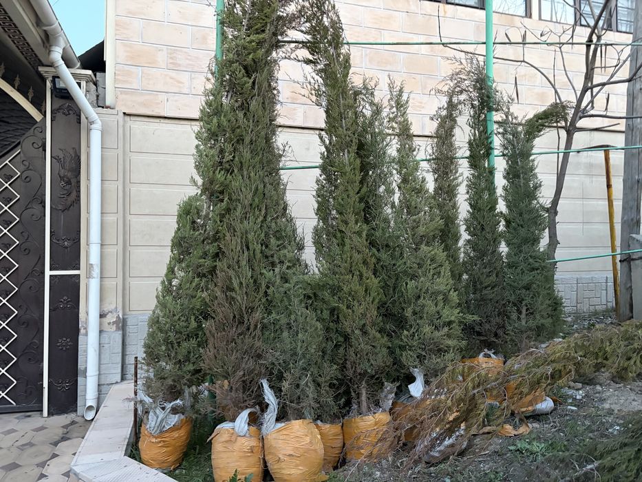 Шырша, арша жеткізу бар