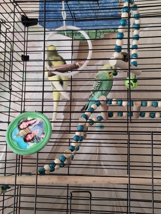 продам двух попугаев с клеткой