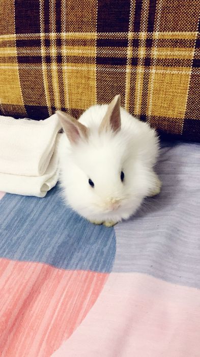 Кролик маленький