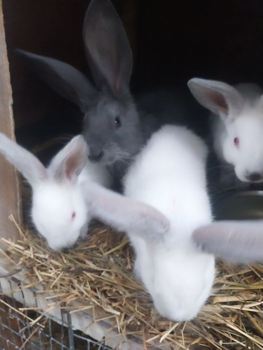 Vând iepuri uriaș albastru