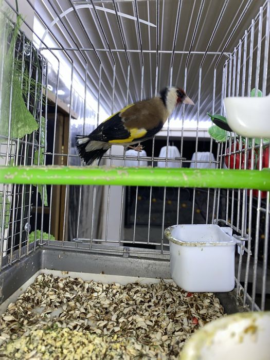 Karella va boshqa sayroqi qushlar