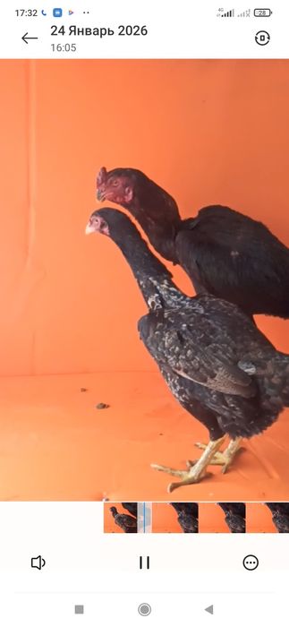 Дакан япон тухумлар бор