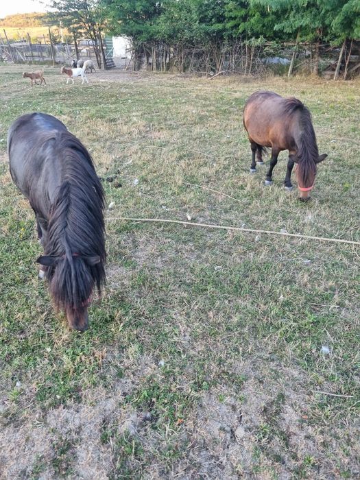 Vând ponei negru gipsy și poneiță gestantă..
