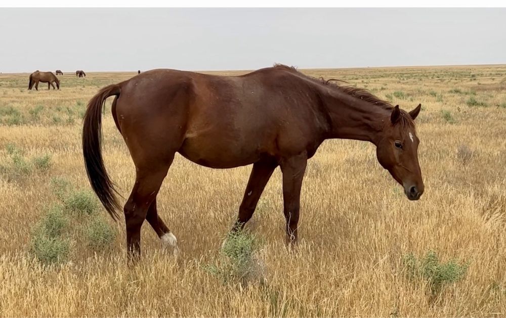 Лошадь, англоараб, жеребец, донен, байге