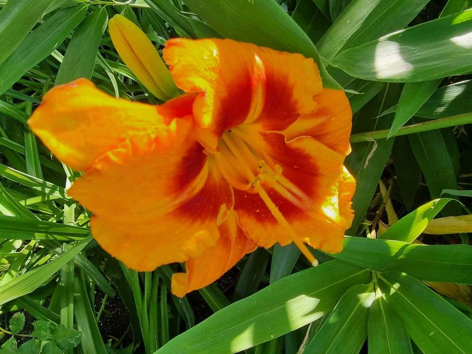 Хемерокалиси - богат избор