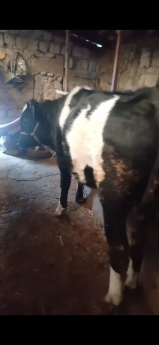 Семыз бука сатылады