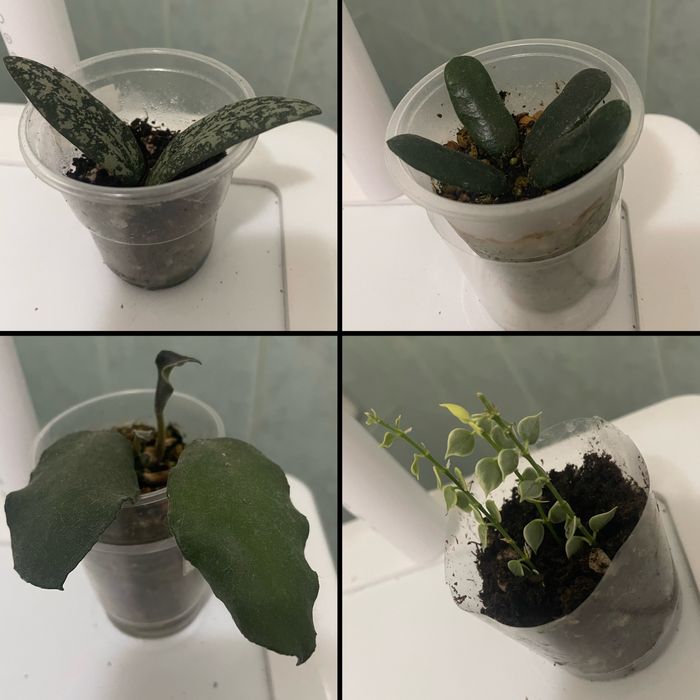 продаются укоренённые черенки хои