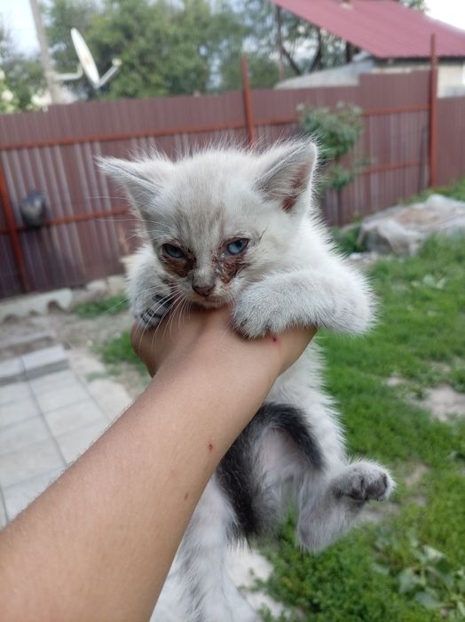 Отдам котят в добрые руки