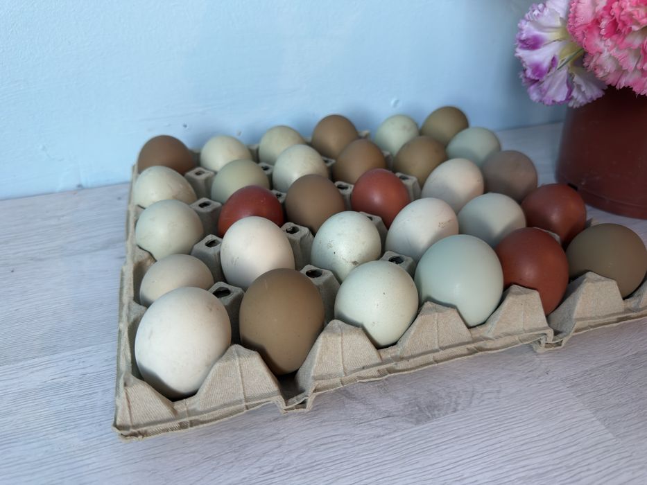 Vand oua incubat: Ameraucana, Marans si Olive