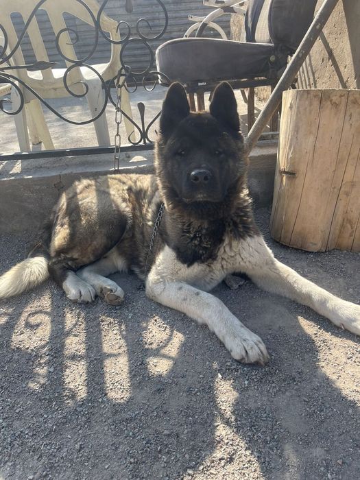 Акита девочка продам