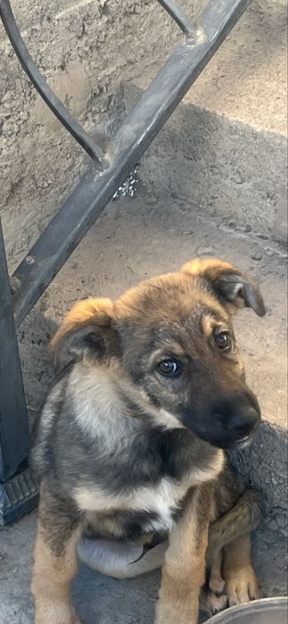 Щенок-душа: отдам даром