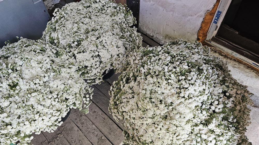 Цветы Матрикария