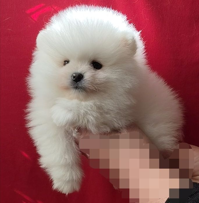 Мальчик померанчик