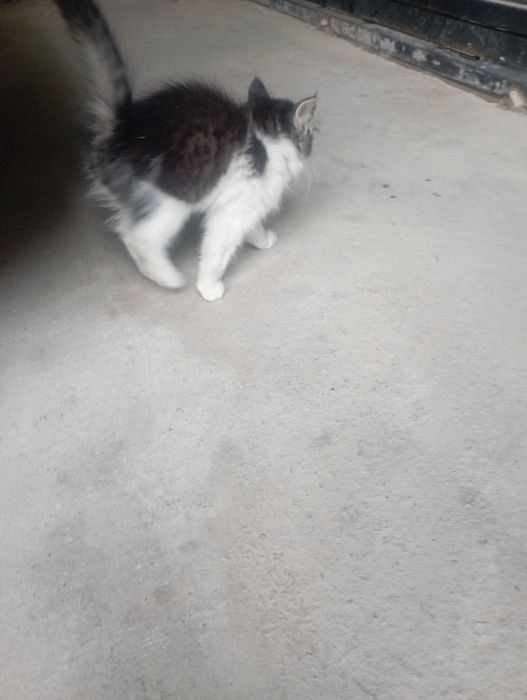 Мушук текинга,яхши инсонлага берилади