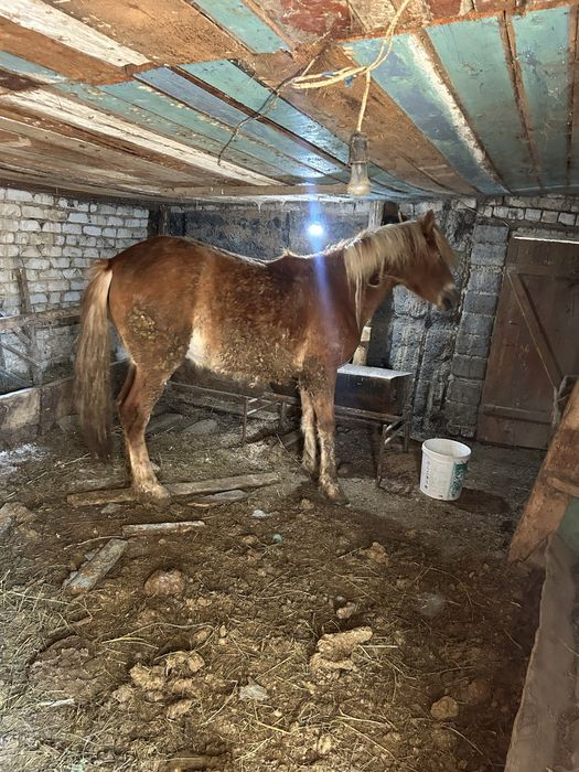 Семіз байтал сатылады(3 ай аткормда тұрған)