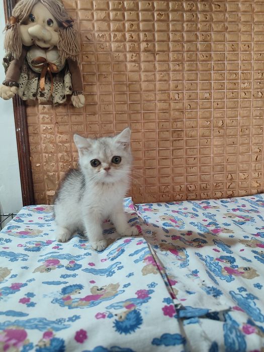 Продаются котята