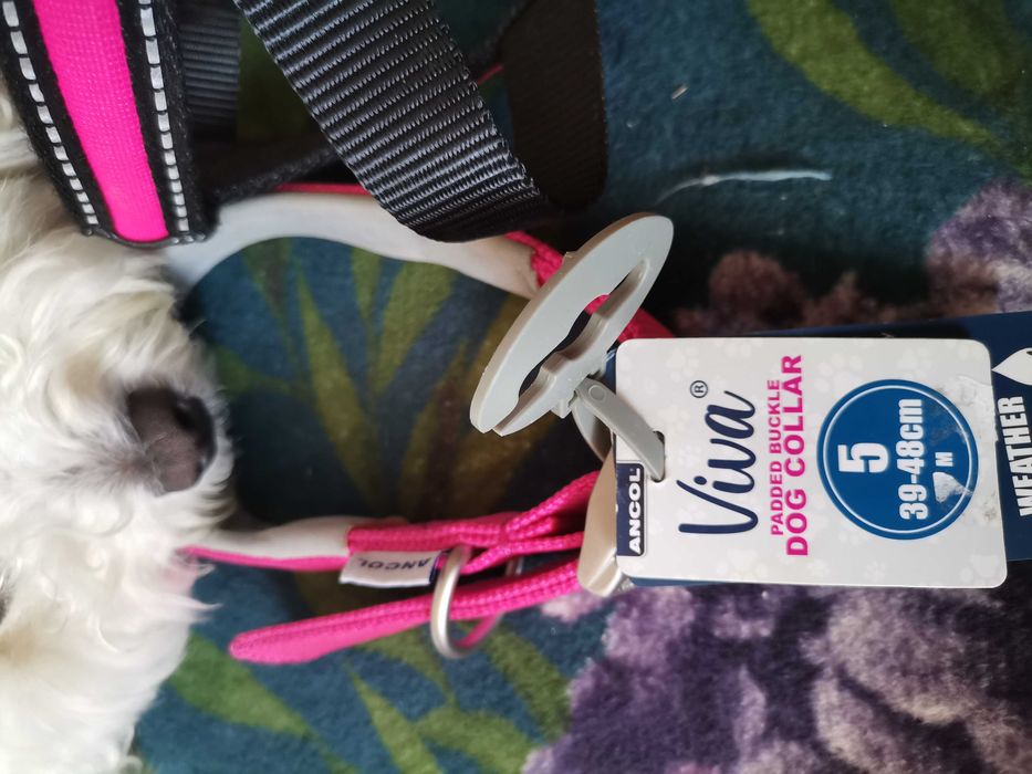 Нагръдник и каишка нови