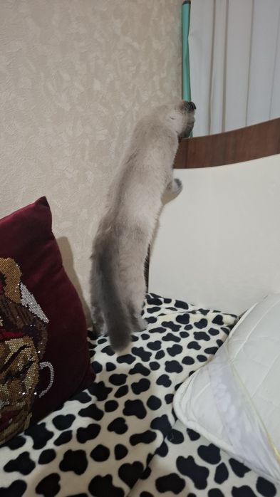 Продам сиамскую вислоушку